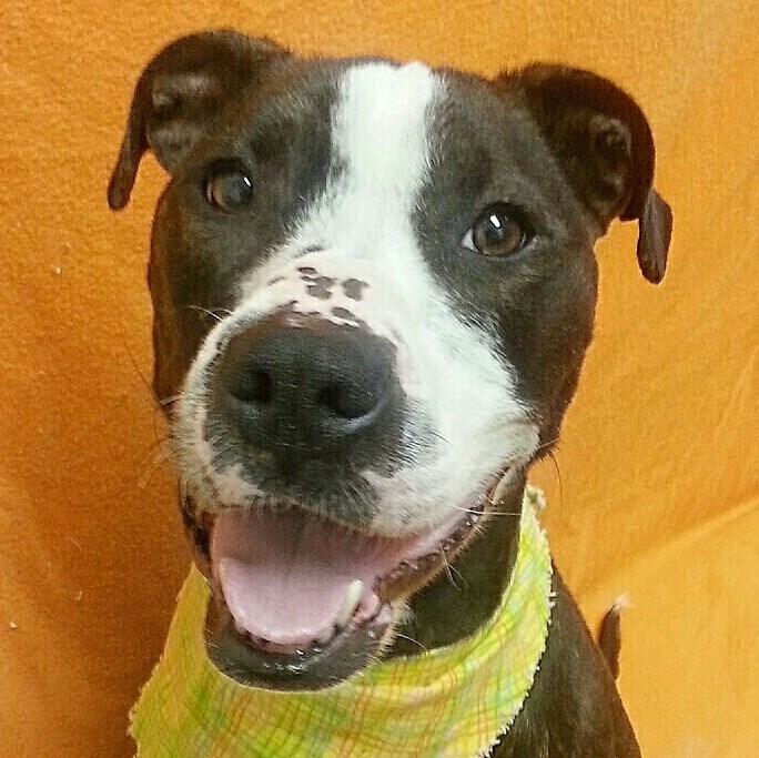 Photo 1 from HUMANE SOCIETY OF NOBLE COUNTY INC