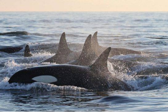 Photo 2 from Whale and Dolphin Conservation (WDC)