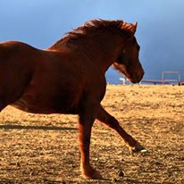 Photo 3 from Colorado Horse Rescue