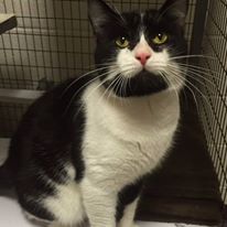 Photo 2 from SPCA of Franklin County