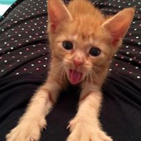 Photo 2 from Halifax Humane Society