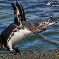 Photo 3 from Galapagos Conservancy