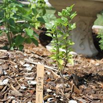 Photo 6 from Vincent House