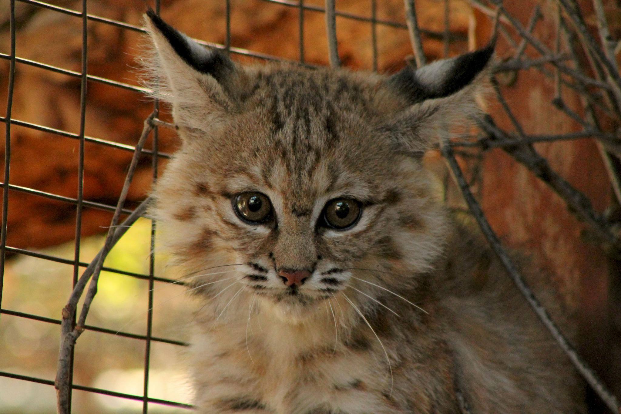 Photo 4 from Humane Society of The United States