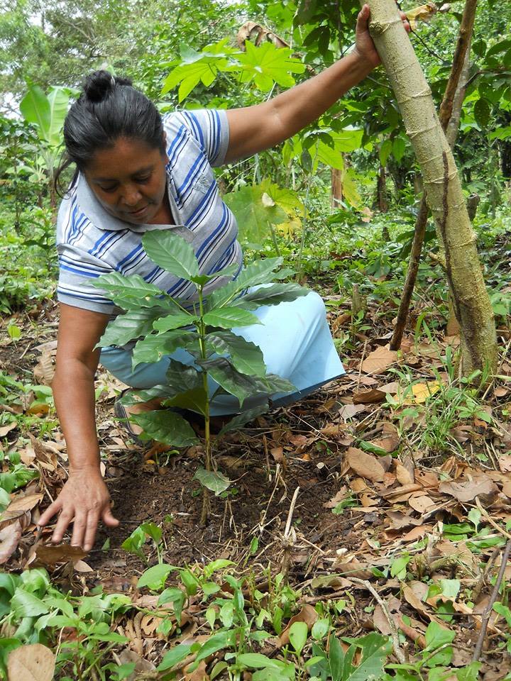 Photo 4 from COMMUNITY AGROECOLOGY NETWORK