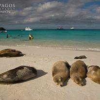 Photo 4 from Galapagos Conservancy