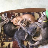 Photo 1 from Halifax Humane Society