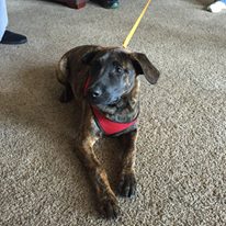 Photo 4 from Crossroads Pets - Shop and Adopt