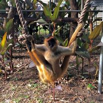 Photo 7 from JUNGLE FRIENDS PRIMATE SANCTUARY INC