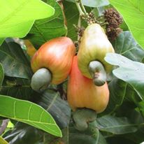 Photo 3 from EcoViva