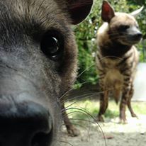 Photo 7 from The Naples Zoo