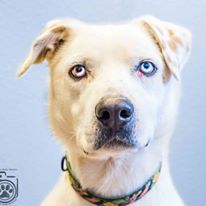 Photo 6 from TELLER COUNTY REGIONAL ANIMAL SHELTER