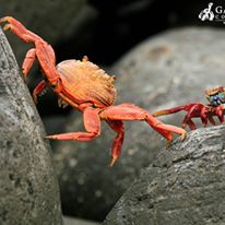 Photo 7 from Galapagos Conservancy