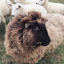 Photo 7 from AGRICULTURAL STEWARDSHIP ASSOCIATION