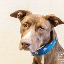 Photo 2 from TELLER COUNTY REGIONAL ANIMAL SHELTER