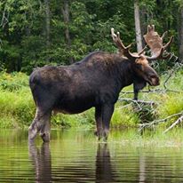 Photo 2 from SAWTOOTH SOCIETY INC