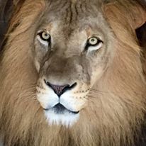 Photo 8 from The Naples Zoo