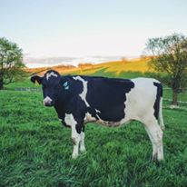 Photo 4 from Southwest Badger Resource Conservation & Development Council