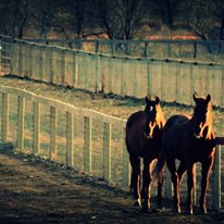 Photo 4 from Colorado Horse Rescue