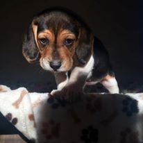 Photo 9 from Furbridge, Inc.