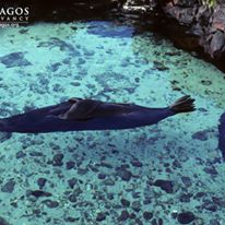 Photo 8 from Galapagos Conservancy