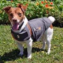 Photo 5 from Canine Adoption and Rescue League