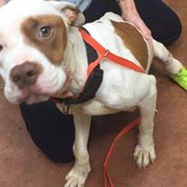 Photo 3 from SPCA of Franklin County