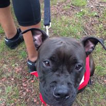 Photo 7 from Furbridge, Inc.