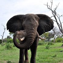 Photo 8 from Elephants Without Borders/EWB Inc.