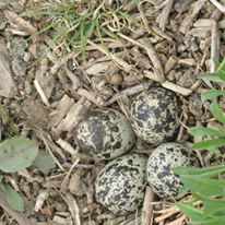 Photo 8 from Nature Abounds