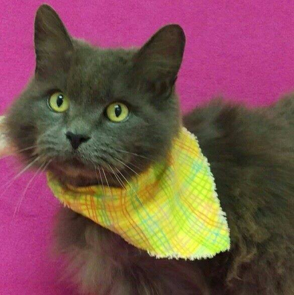 Photo 2 from HUMANE SOCIETY OF NOBLE COUNTY INC