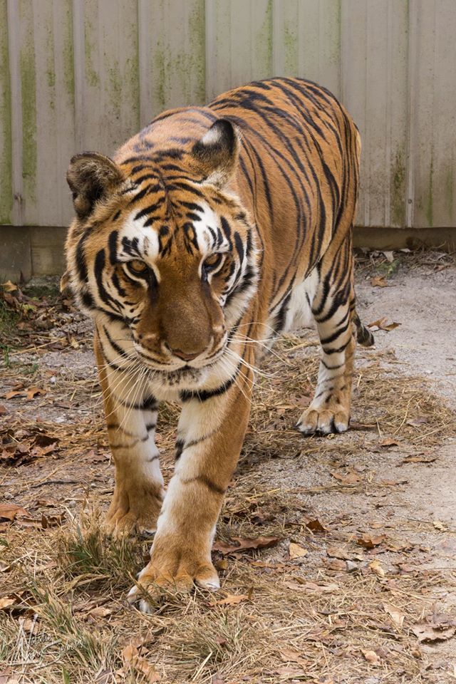 Photo 3 from National Tiger Sanctuary