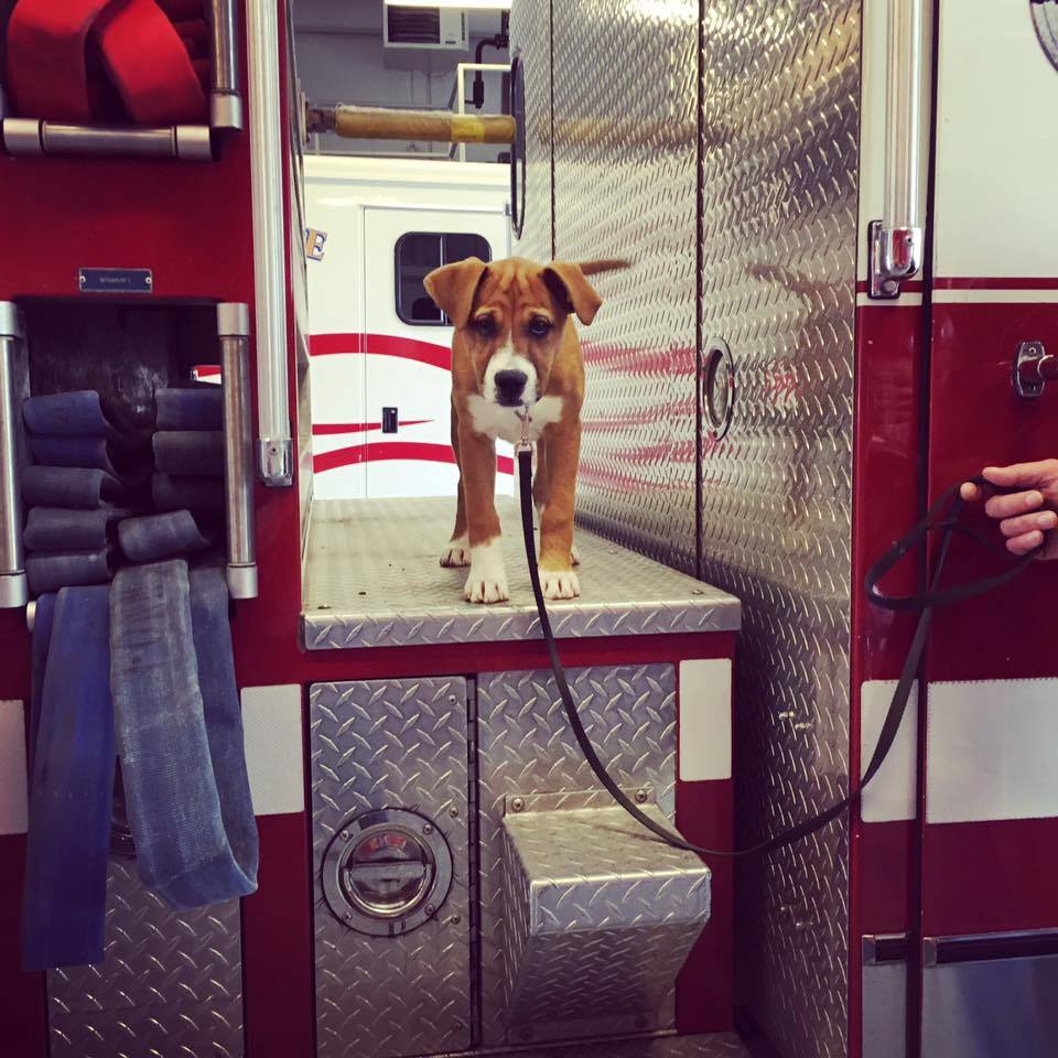 Photo 5 from Ruff Dog Rescue North East