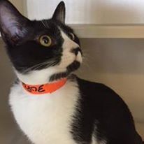 Photo 5 from TELLER COUNTY REGIONAL ANIMAL SHELTER