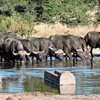 Photo 1 from Elephants Without Borders/EWB Inc.