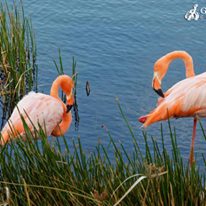 Photo 2 from Galapagos Conservancy