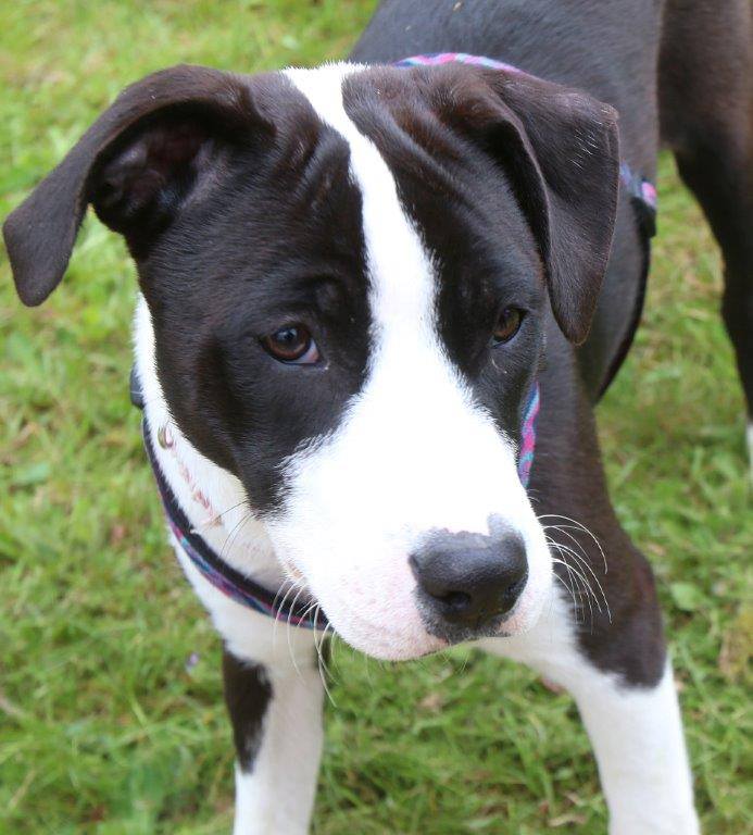 Photo 6 from Ruff Dog Rescue North East