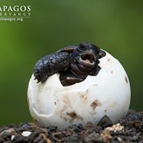 Photo 5 from Galapagos Conservancy