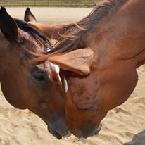 Photo 7 from Colorado Horse Rescue