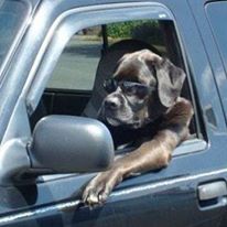 Photo 3 from Canine Adoption and Rescue League