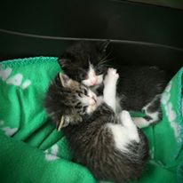 Photo 6 from Tabby Town-FRIENDS FOR FELINES INC