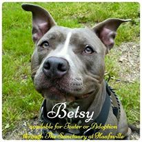 Photo 6 from Sanctuary At Haafsville