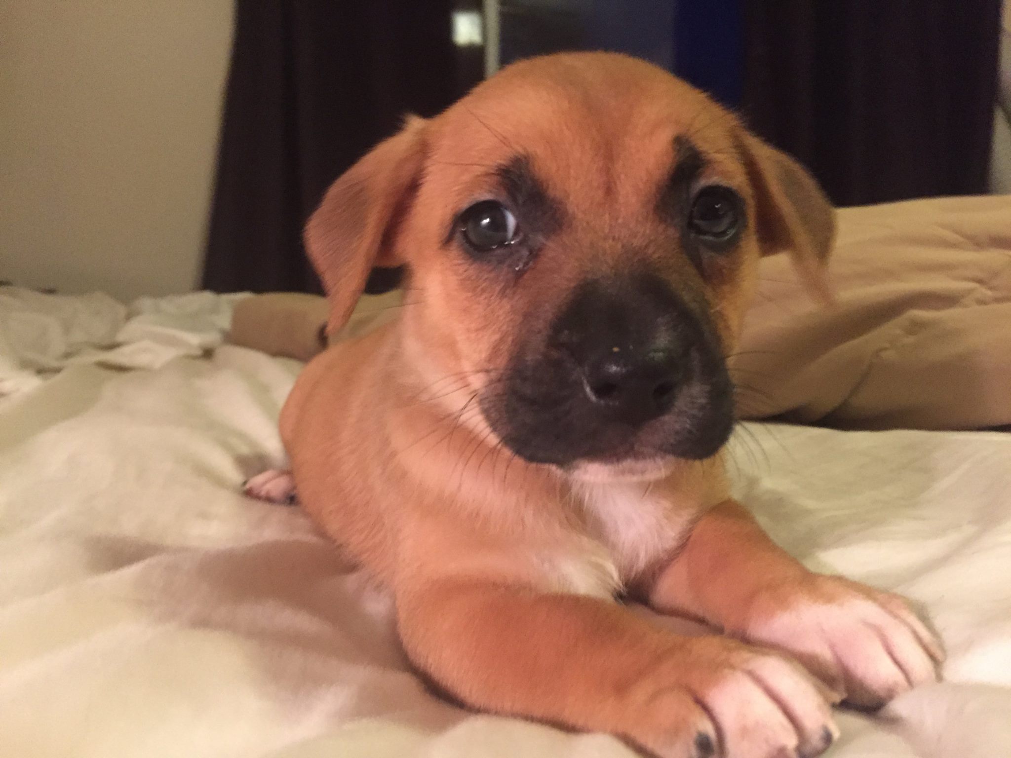 Photo 2 from Ruff Dog Rescue North East