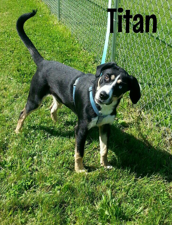 Photo 3 from HUMANE SOCIETY OF NOBLE COUNTY INC