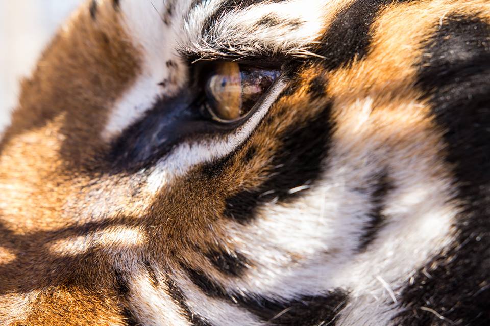 Photo 5 from National Tiger Sanctuary