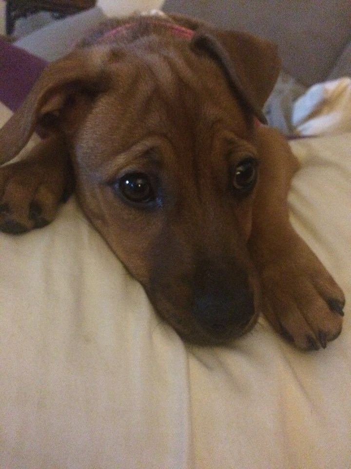 Photo 4 from Ruff Dog Rescue North East