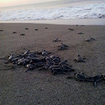 Photo 2 from EcoViva