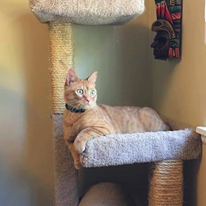 Photo 1 from Cat Adoption Team