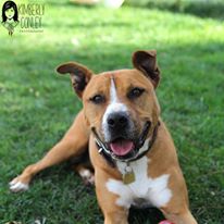 Photo 4 from Canine Adoption and Rescue League