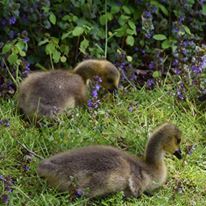 Photo 3 from Norman Bird Sanctuary Trust